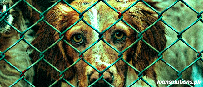 Ways You Can Help Promote Animal Rights